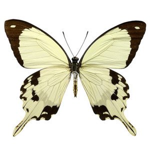 PAPILIO DARDANUS MERIONES